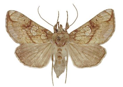 Polychrysia moneta (Fabricius, 1787) attēls