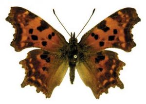 jāņogu raibenis attēls