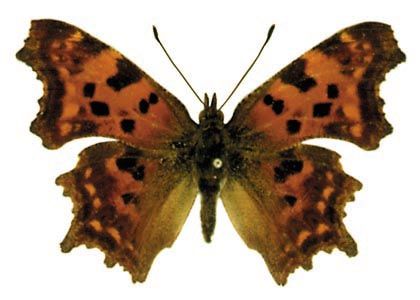 Polygonia c-album (Linnaeus, 1758) attēls