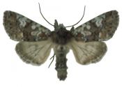 Polymixis gemmea (Treitschke, 1825) attēls