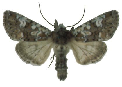 Polymixis gemmea (Treitschke, 1825) attēls