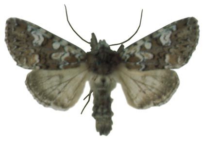 Polymixis gemmea (Treitschke, 1825) attēls