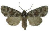 Polymixis polymita (Linnaeus, 1761) attēls