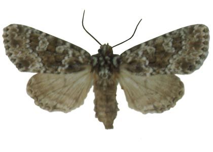 Polymixis polymita (Linnaeus, 1761) attēls