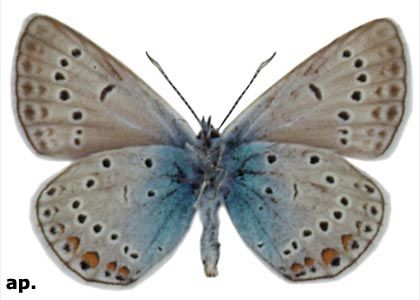 Polyommatus amandus (Schneider, 1792) attēls