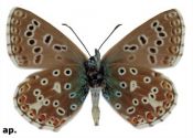 Polyommatus bellargus (Rottenburg, 1775) attēls