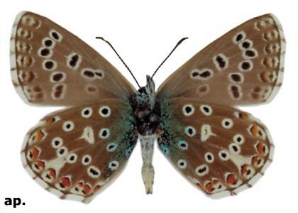 Polyommatus bellargus (Rottenburg, 1775) attēls