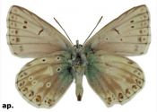 Polyommatus coridon (Poda, 1761) attēls