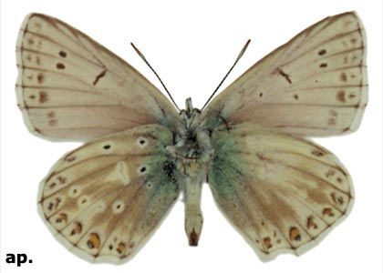 Polyommatus coridon (Poda, 1761) attēls