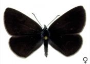 Polyommatus damon (Denis & Schiffermüller, 1775) attēls