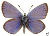 Polyommatus dorylas (Denis & Schiffermüller, 1775) attēls