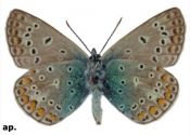 Polyommatus icarus (Rottemburg, 1775) attēls