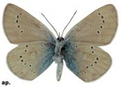 Polyommatus semiargus (Rottemburg, 1775) attēls