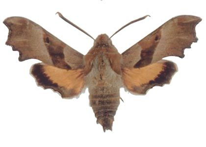 Proserpinus proserpina (Pallas, 1772) attēls