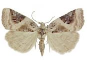 Pseudeustrotia candidula (Denis & Schiffermüller, 1775) attēls