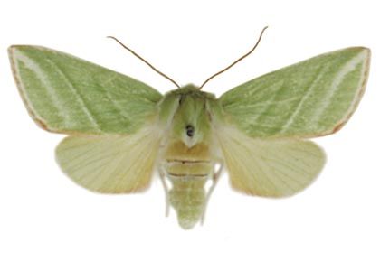 Pseudoips prasinana (Linnaeus, 1758) attēls