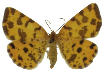 Pseudopanthera macularia (Linnaeus, 1758) attēls