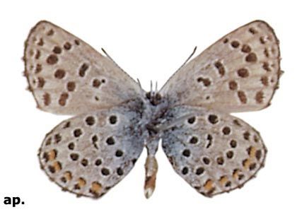 Pseudophilotes vicrama (Moore, 1865) attēls