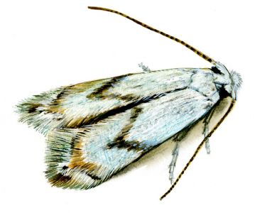 Pseudopostega crepusculella (Zeller, 1839) attēls