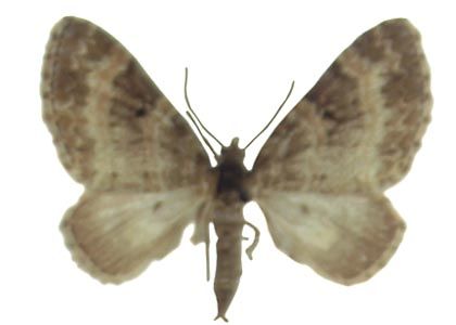 Pterapherapteryx sexalata (Retzius, 1783) attēls