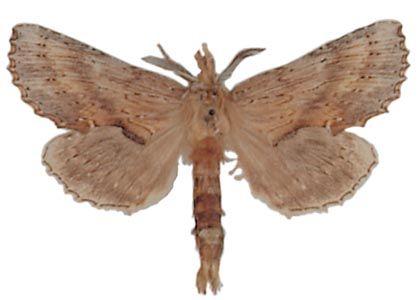 Pterostoma palpina (Clerck, 1759) attēls