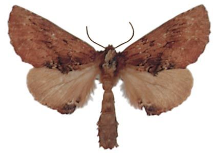 Ptilodon capucina (Linnaeus, 1758) attēls