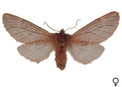 Ptilophora plumigera (Denis & Schiffermüller, 1775) attēls