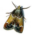 Pyralis farinalis (Linnaeus, 1758) attēls