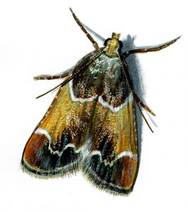 Pyralis farinalis (Linnaeus, 1758) attēls