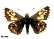 Pyrgus malvae (Linnaeus, 1758) attēls