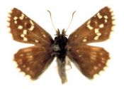 Pyrgus serratulae (Rambur, 1839) attēls