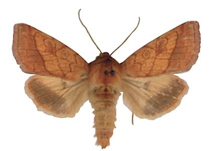 Pyrrhia umbra (Hufnagel, 1766) attēls