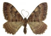 Rheumaptera cervinalis (Scopoli, 1763) attēls