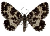 Rheumaptera hastata (Linnaeus, 1758) attēls