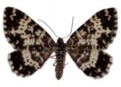 Rheumaptera subhastata (Nolcken, 1870) attēls