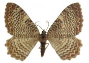 Rheumaptera undulata (Linnaeus, 1758) attēls