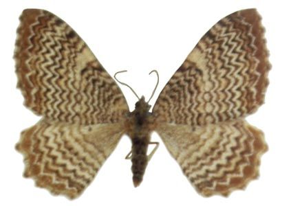 Rheumaptera undulata (Linnaeus, 1758) attēls