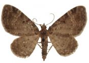 Rhinoprora chloerata (Mabille, 1870) attēls