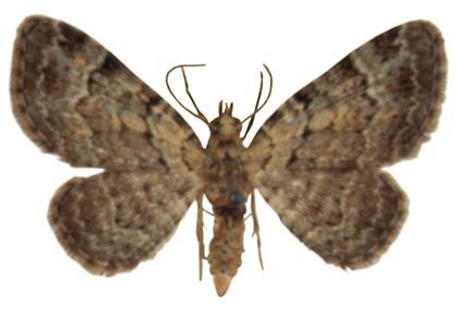 Rhinoprora rectangulata (Linnaeus, 1758) attēls