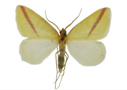 Rhodometra sacraria (Linnaeus, 1767) attēls