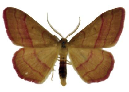 Rhodostrophia vibicaria (Clerck, 1759) attēls