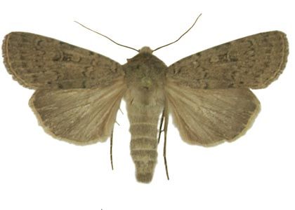 Rhyacia simulans (Hufnagel, 1766) attēls