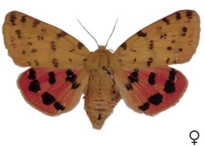 Rhyparia purpurata (Linnaeus, 1758) attēls