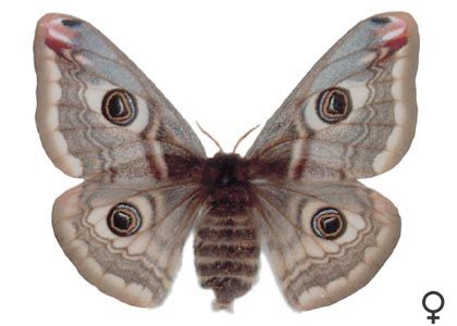 Saturnia pavonia (Linnaeus, 1758) attēls