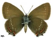 Satyrium ilicis (Esper, 1779) attēls