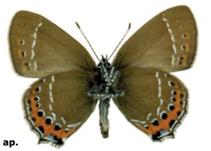 Satyrium pruni (Linnaeus, 1758) attēls