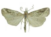 Schrankia costaestrigalis (Stephens, 1834) attēls