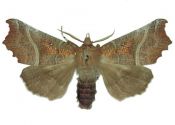 Scoliopteryx libatrix (Linnaeus, 1758) attēls