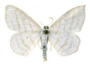 Scopula caricaria (Reutti, 1853) attēls