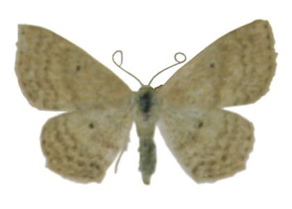 Scopula corrivalaria (Kretschmar, 1862) attēls